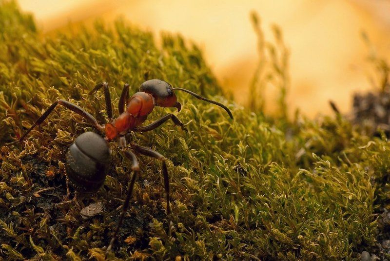 w płonącym lesie...photo preview
