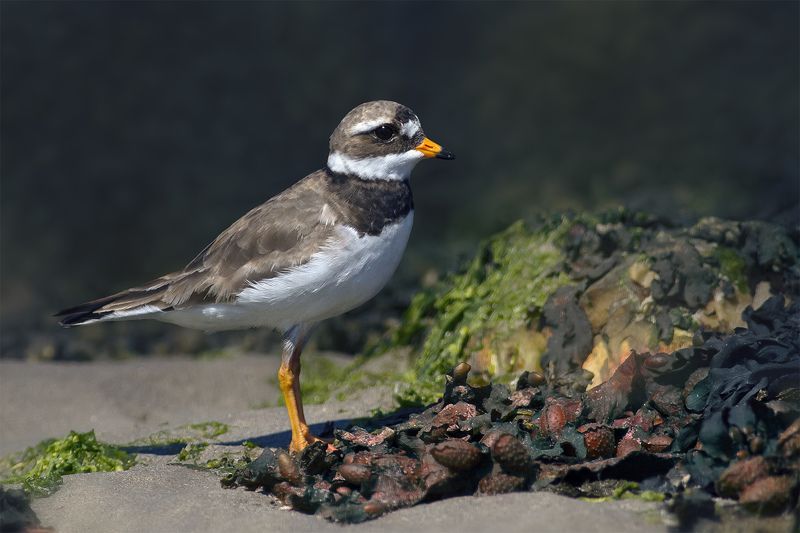 Галстучник (Charadrius hiaticula)photo preview