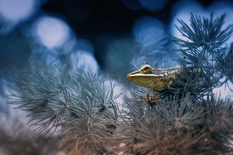 Monitoringphoto preview