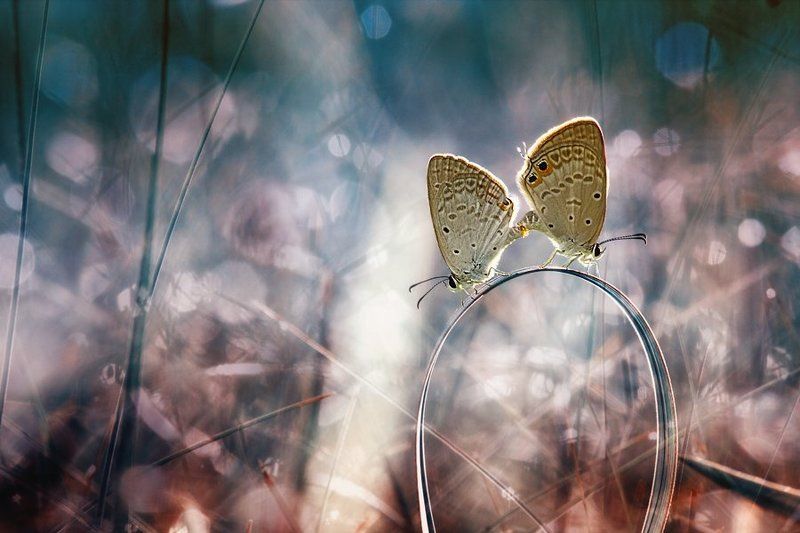 Morning in Lovephoto preview