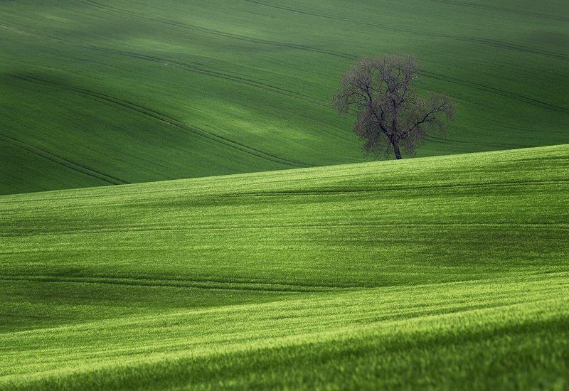Green фото превью