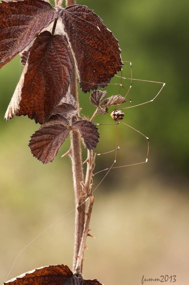ОСЕНЬ.СЕНОКОСЕЦ НА ЕЖЕВИКЕ.. Автор: Игорь ФУММ , Игорь ФУММ