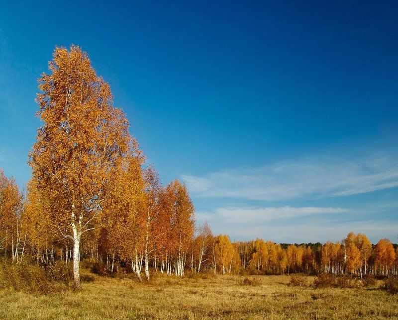 Золото на голубомphoto preview