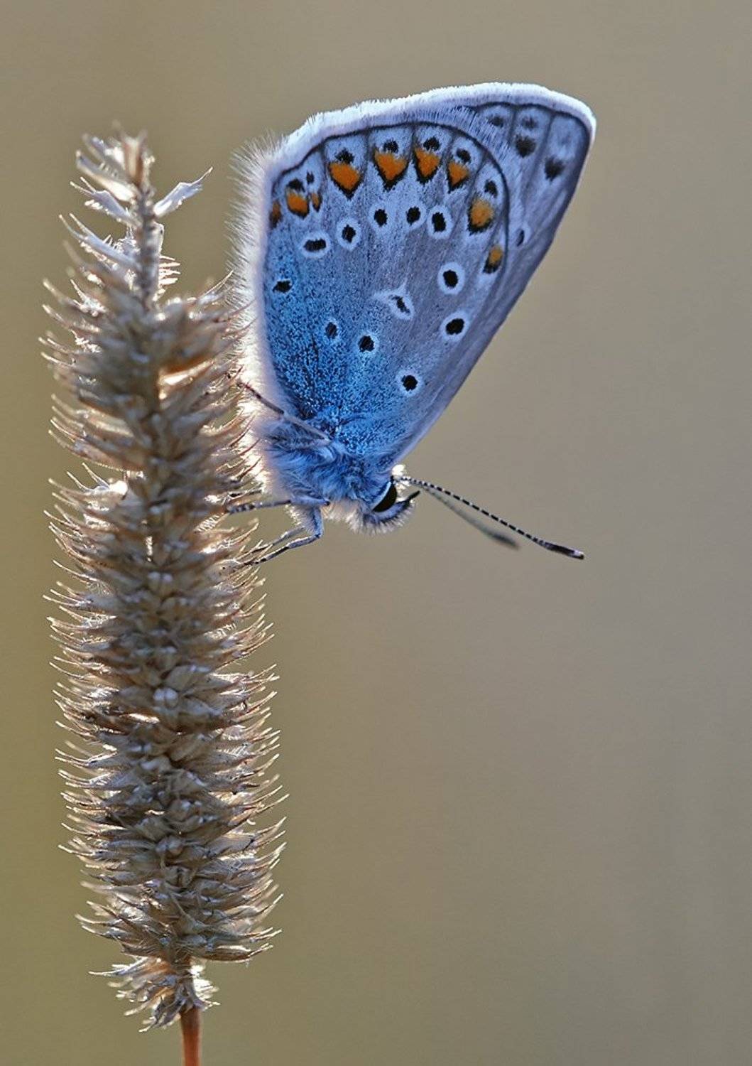 ***. Автор: Alexey Gnilenkov бабочка, голубянка, макро, Alexey Gnilenkov