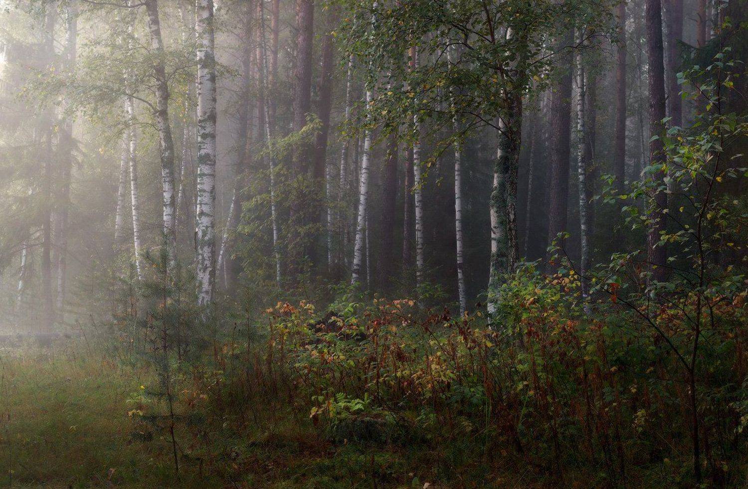 , Дмитрий Алексеев