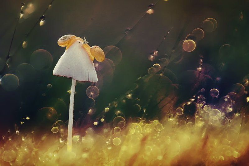 Macro, Mushroom, Snail first kissphoto preview