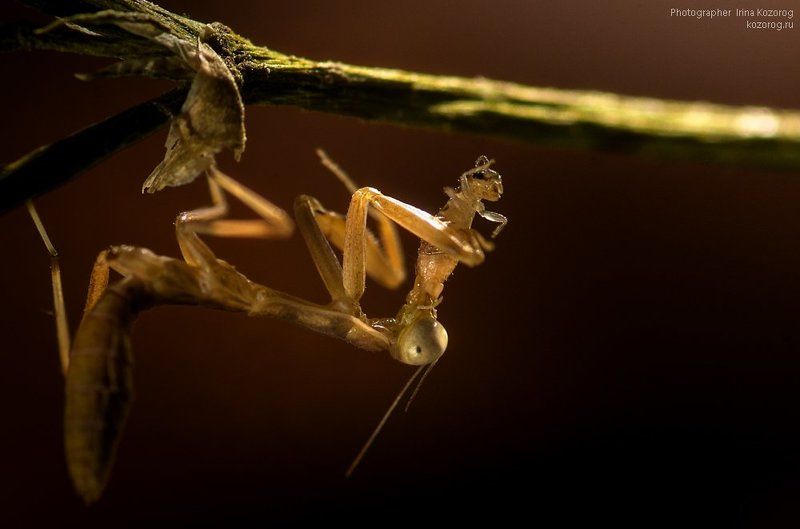 Такова жизнь...photo preview