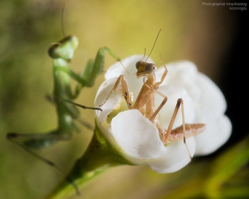 Фотограф, привет!photo preview