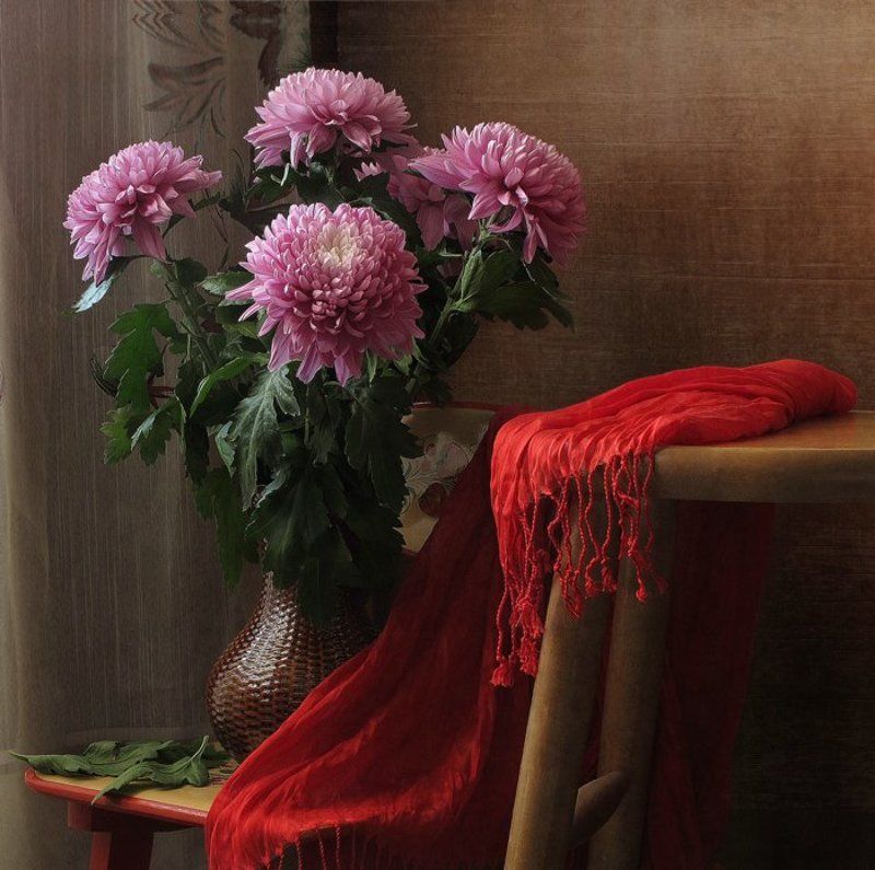 Драпировка, Красный, Натюрморт, Хризантемы Хризантемыphoto preview