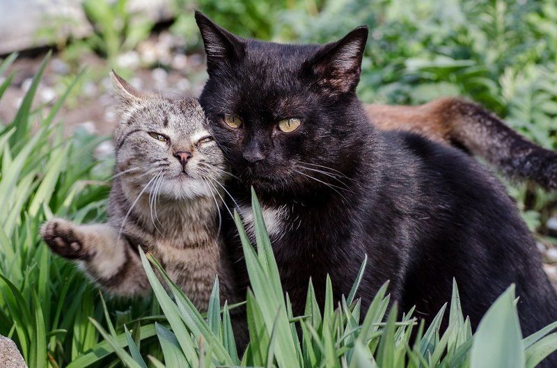 История одной любви...photo preview