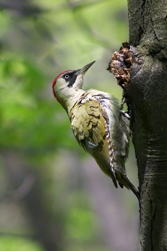 Зелёный дятелphoto preview