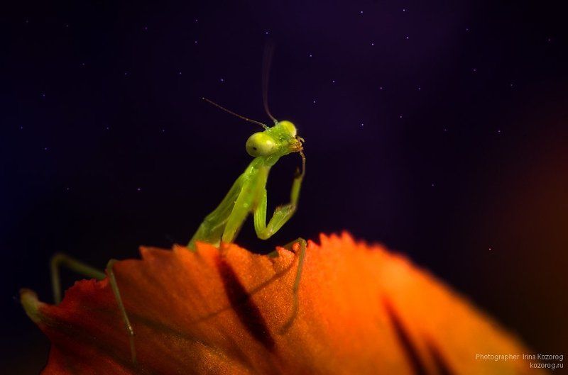 Приятных снов!photo preview