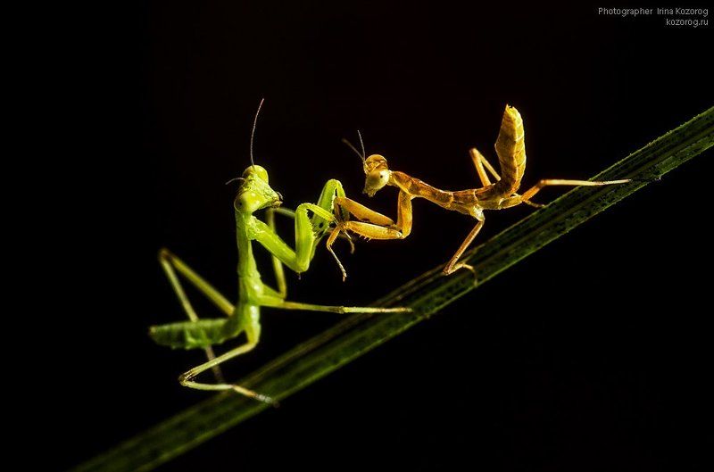 Верь мне!photo preview