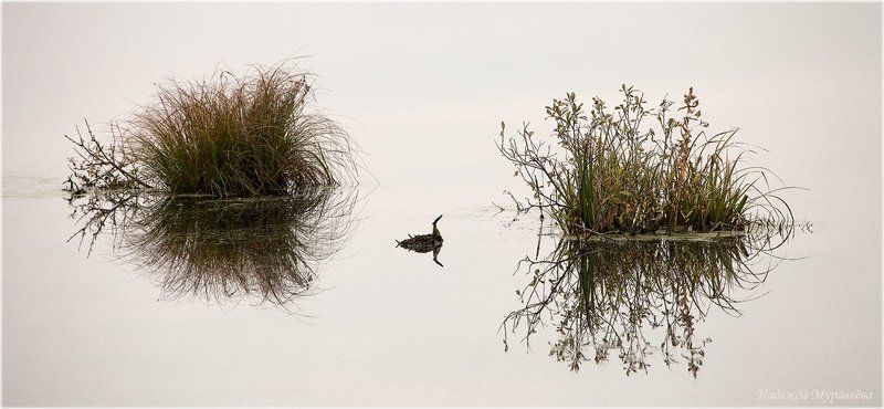 Птичкаphoto preview