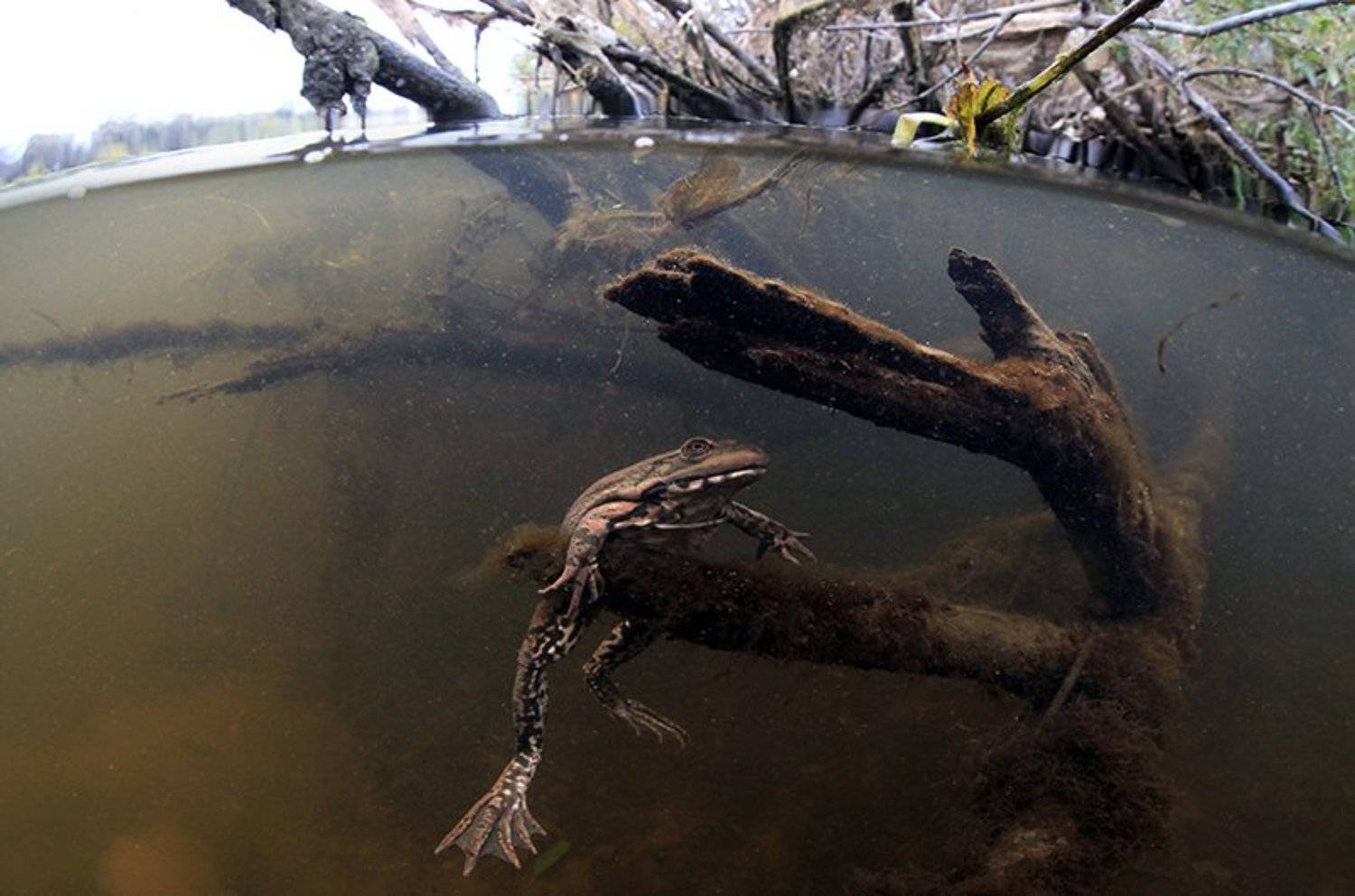 Underwater, Лягушка, Подводная фотография, Подводное фото, Эдуард VTORNIK  Николаев