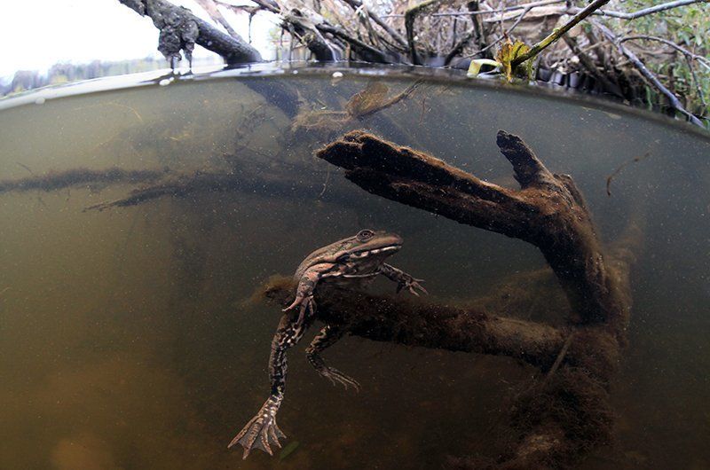 Underwater, Лягушка, Подводная фотография, Подводное фото В воде теплее )photo preview