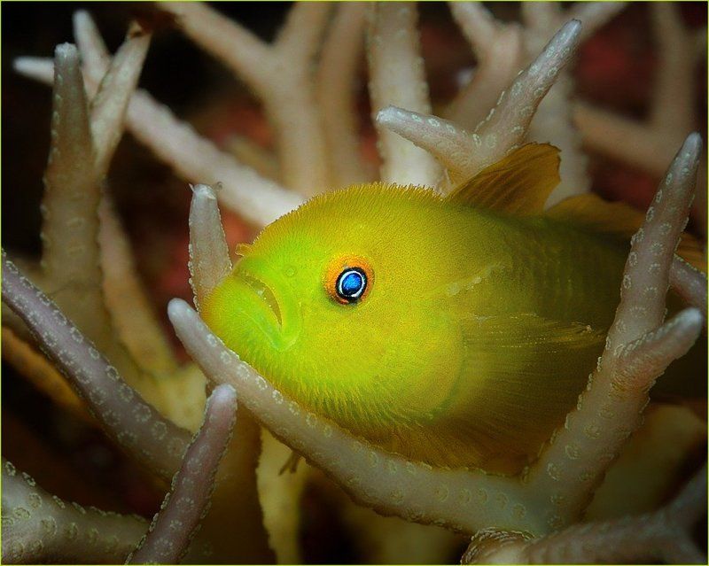 Hairy gobyphoto preview