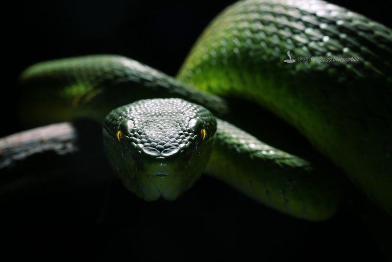 Trimeresurus хищниковphoto preview