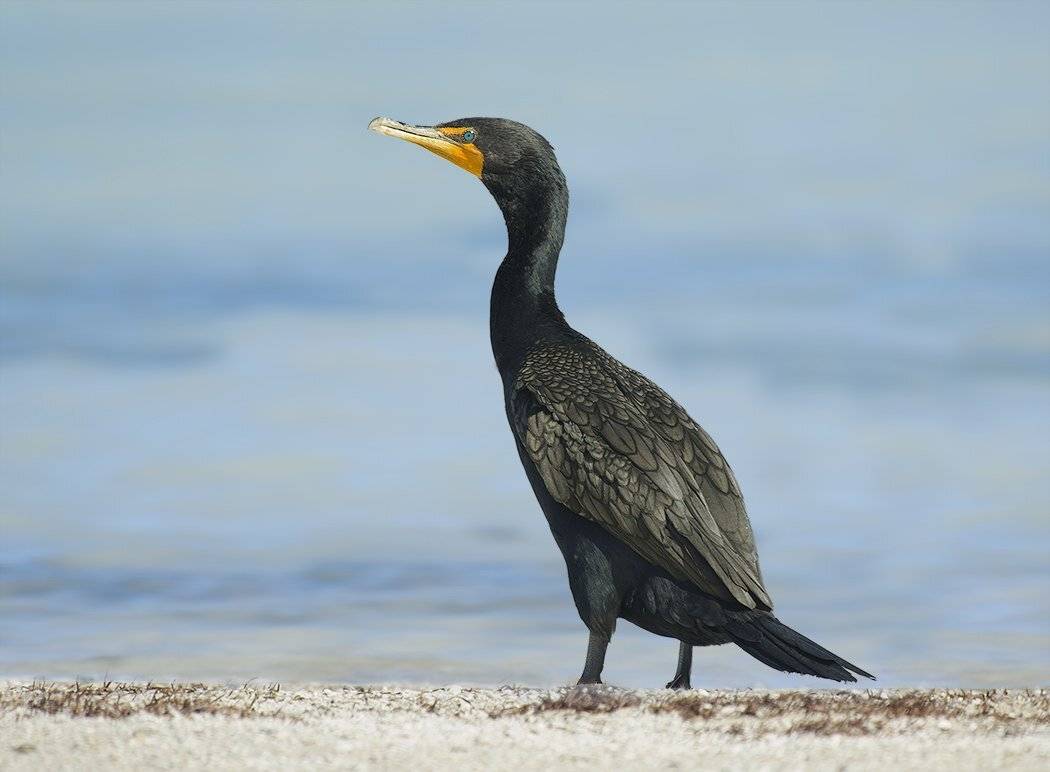, Сергей Волков