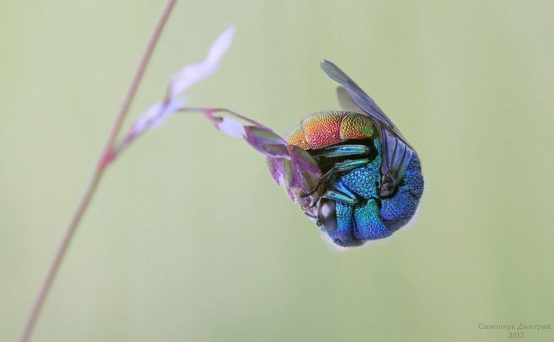 Сон блестянкиphoto preview