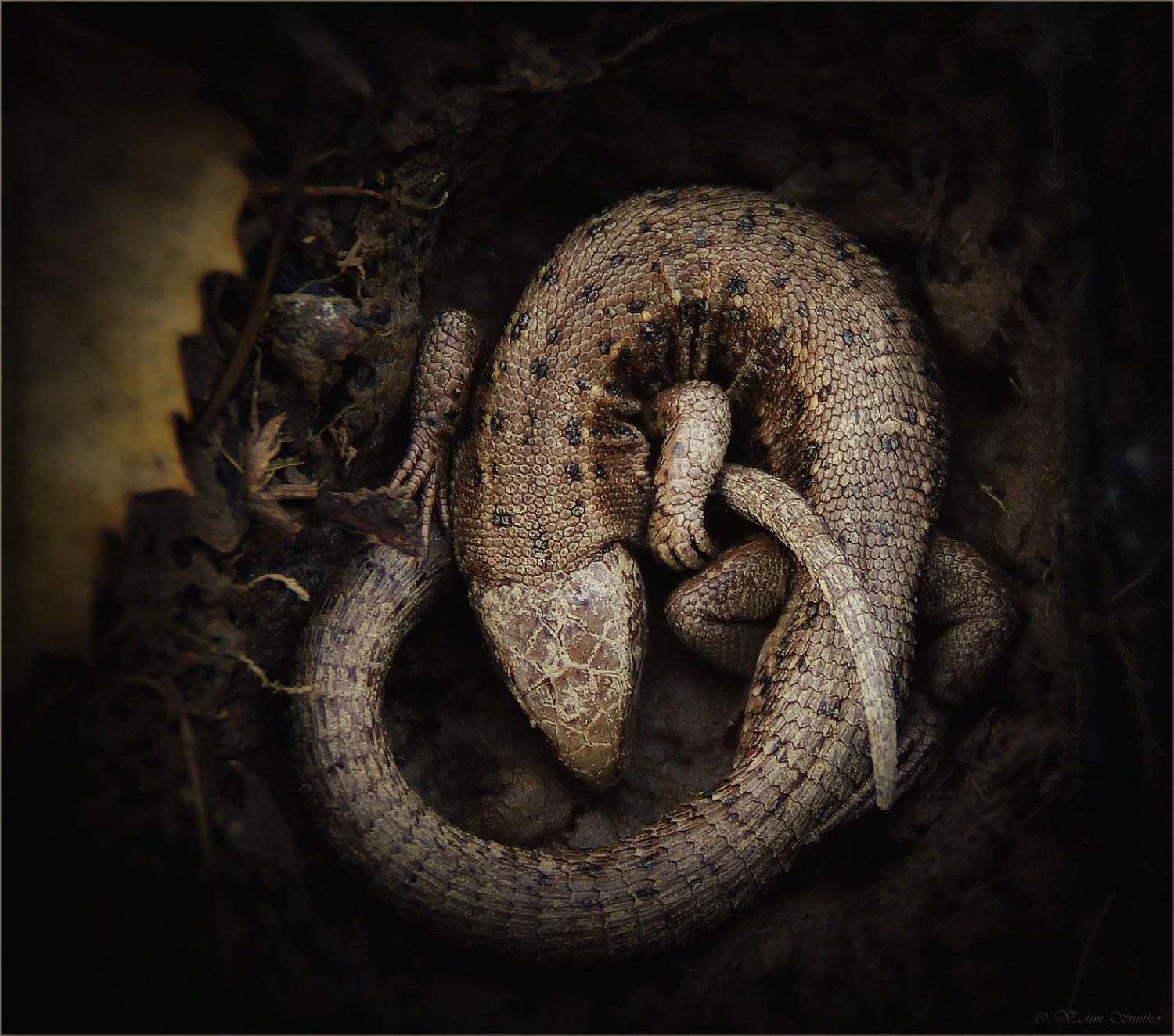 anabiosis. Автор: Вадим , Вадим