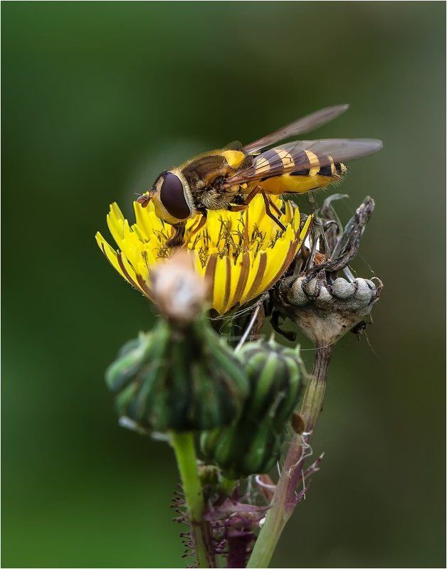 Журчалкаphoto preview