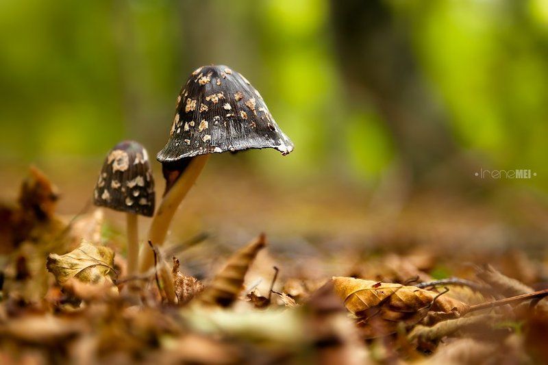 Crimea, Forest, Macro, Mushrooms, Nature, Ukraine, Горы, Грибы, Крым, Лес, Макро, Осень Осенние грибочкиphoto preview