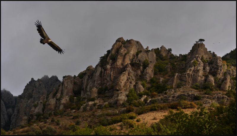 белоголовый сип, долина приведений, крым, Хозяин ущелья 3photo preview