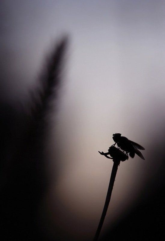 Осенний вечерphoto preview