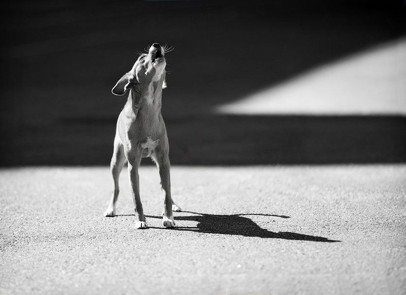 Собака, Тень Вой с теньюphoto preview