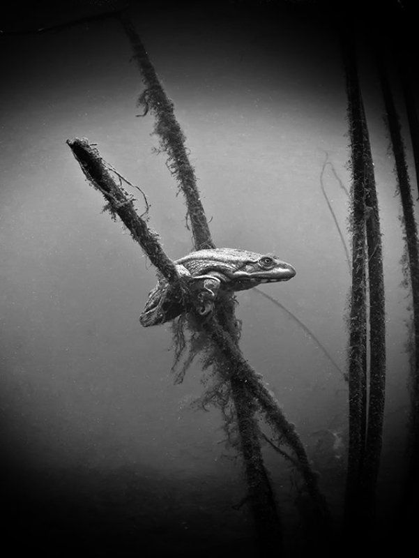 Ч/Б без названияphoto preview