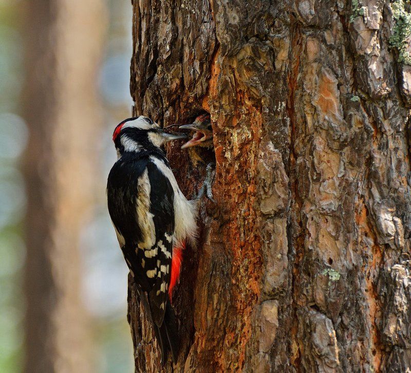 Дятлы, просто дятлы. Эйфелевы немного.photo preview
