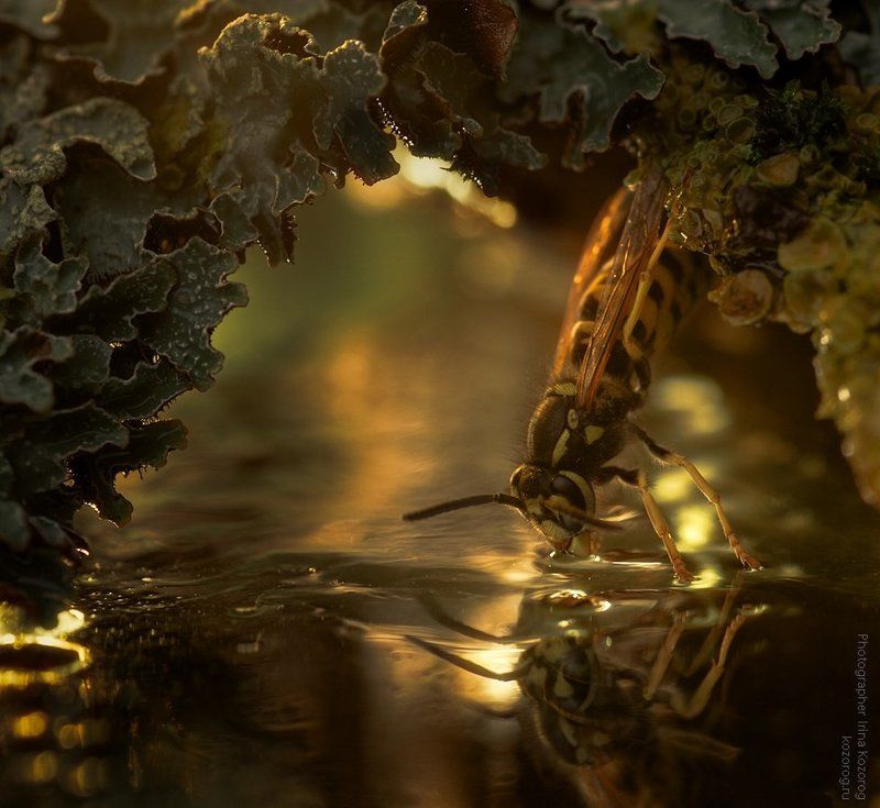 Медовые рекиphoto preview