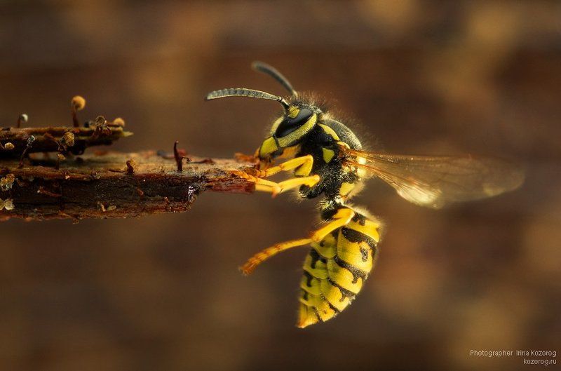 Держись, держись!photo preview