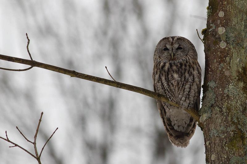 sowa,zima2021,las,śnieg,puszcza białowieska,fauna,dzika przyroda Puszczykphoto preview