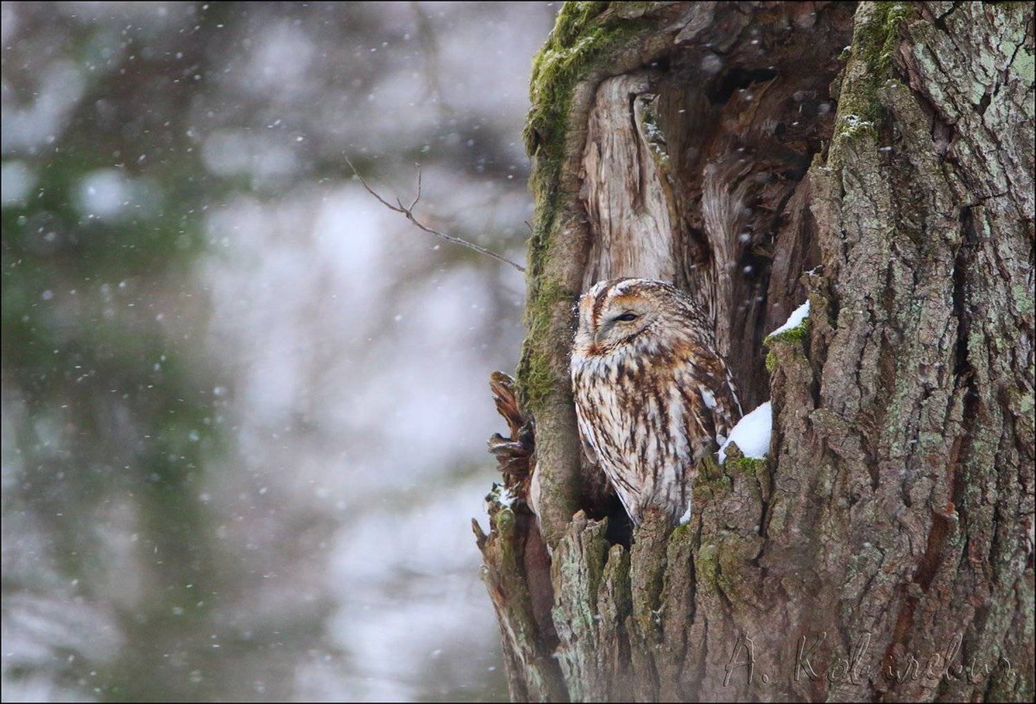 , Ковалевич А.