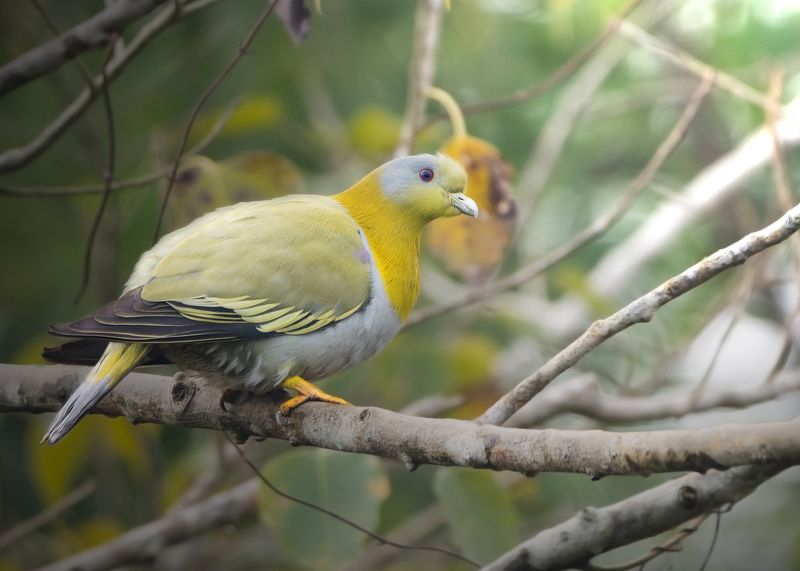 birds, 2020, 2021, nature, wildlife, birding, wild, India Yellow Footed Green Pigeonphoto preview