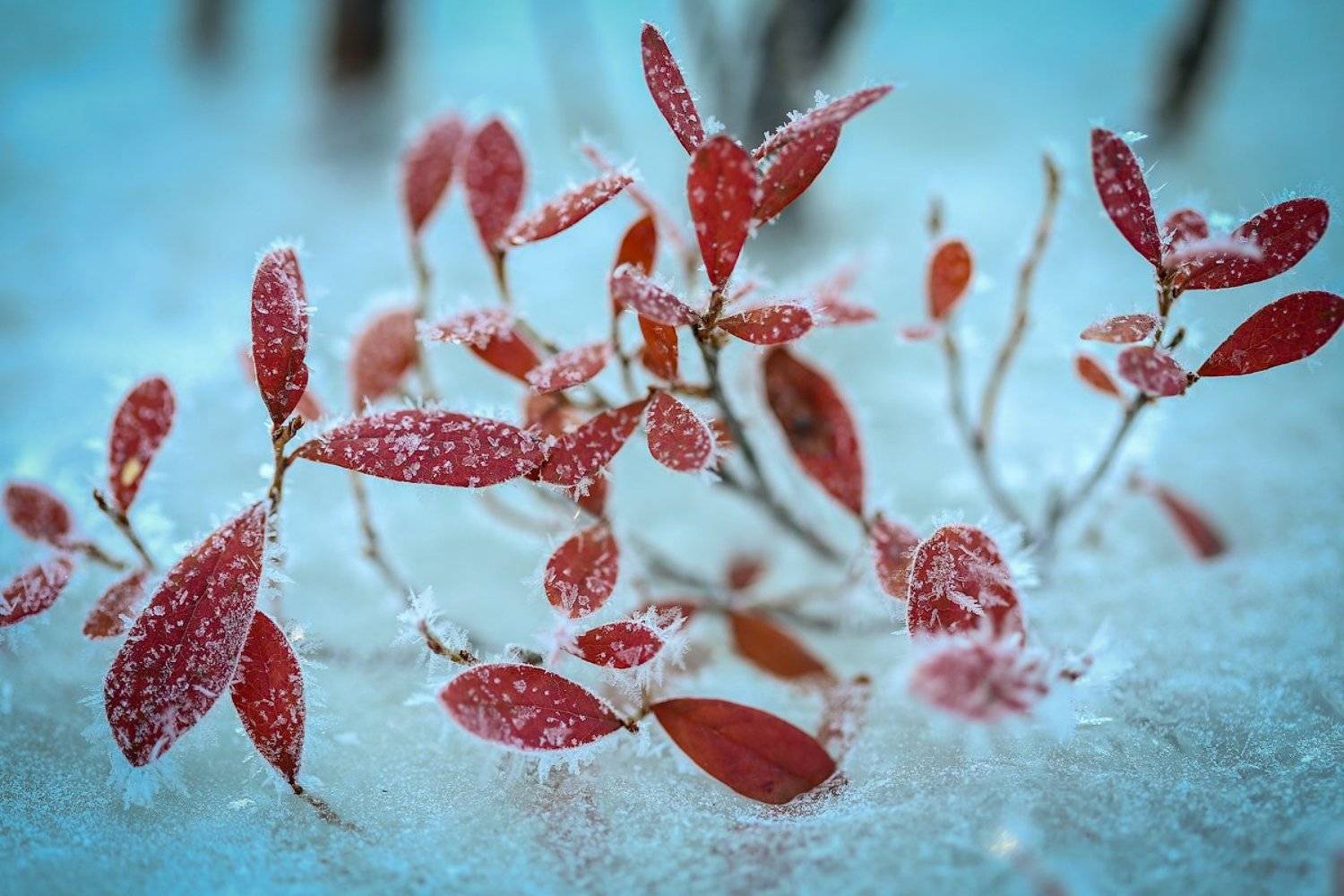 , Комеров Роман