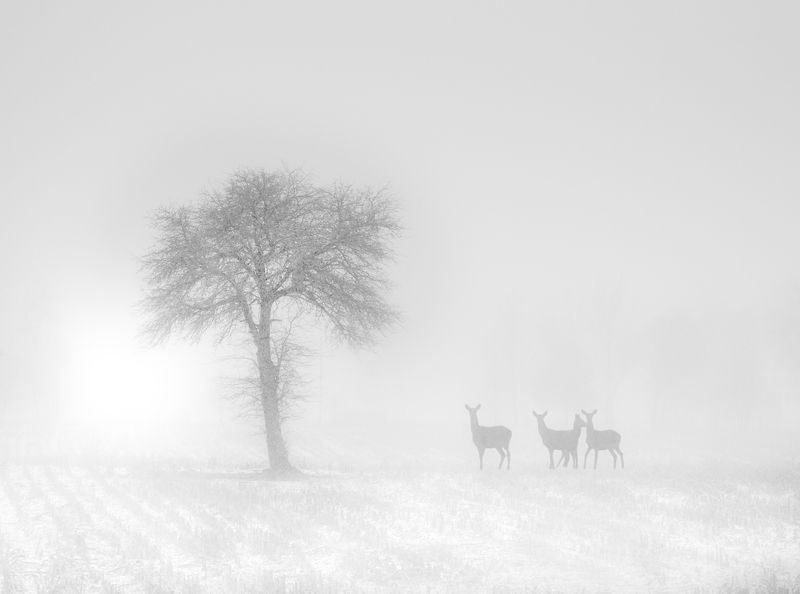 in a winter climate...photo preview