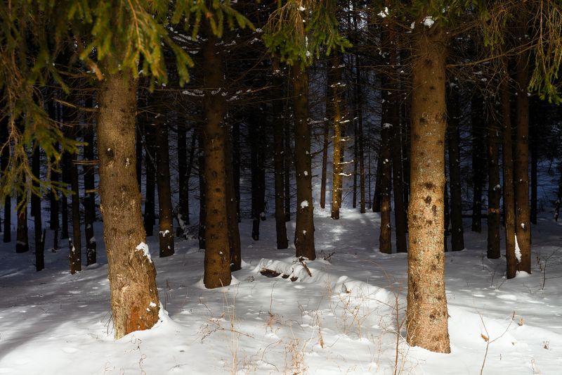 Зимний лес фото превью
