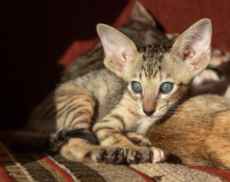 кот, ориентал, котенок Ушастик:)photo preview