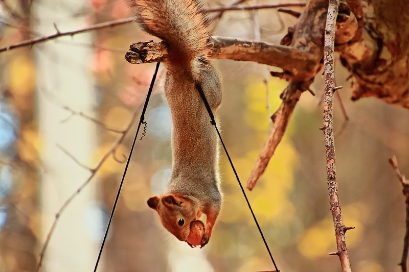 Осеннееphoto preview