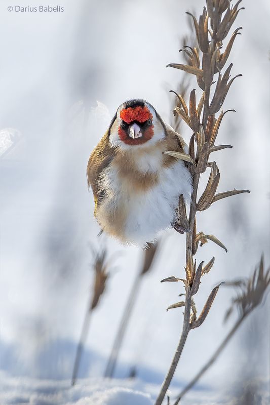 Черноголовый щеголphoto preview