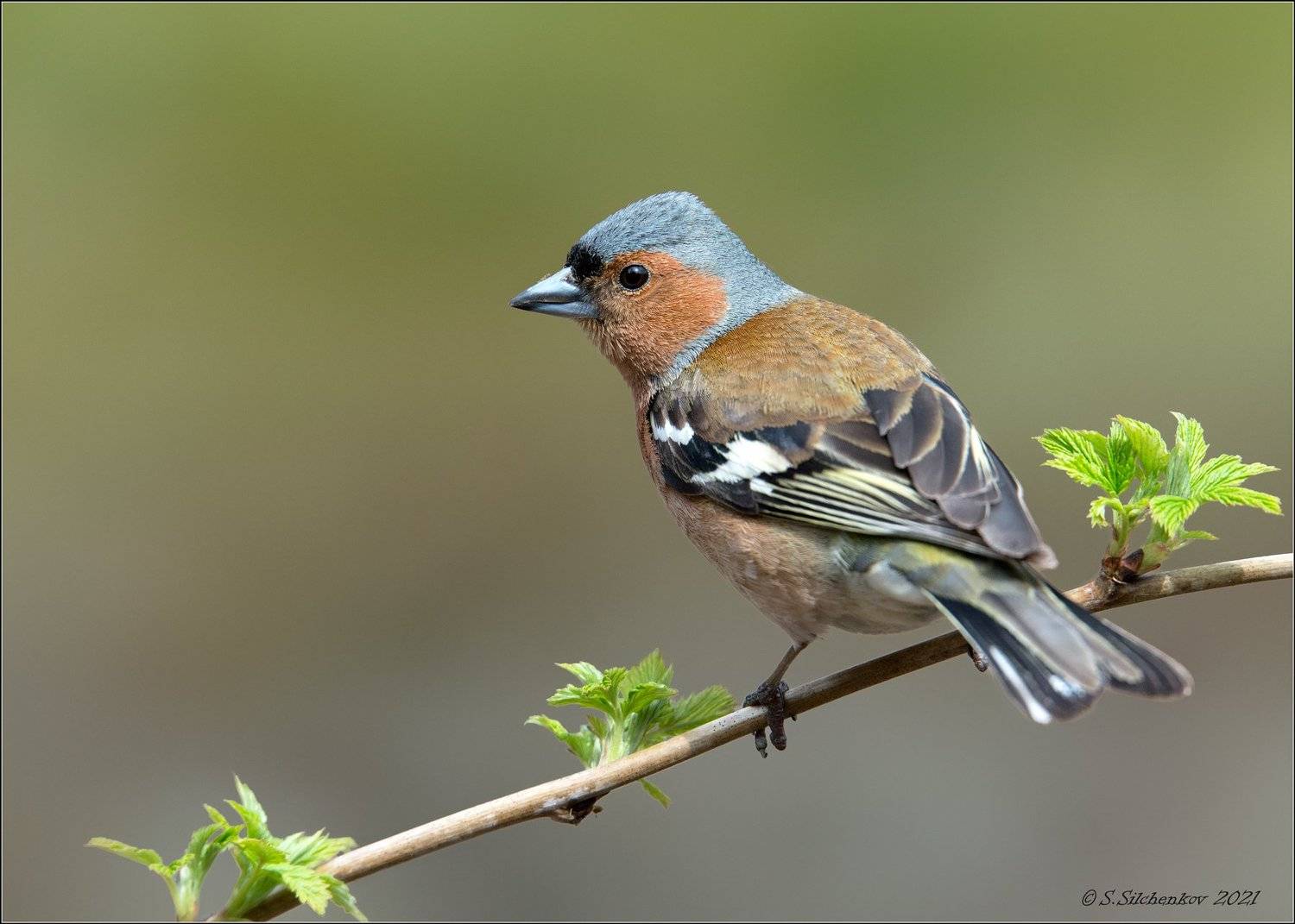 , Сергей Сильченков