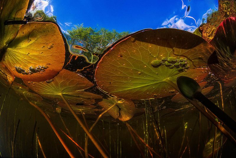 кувшинки, подводный мир Кувшинкиphoto preview