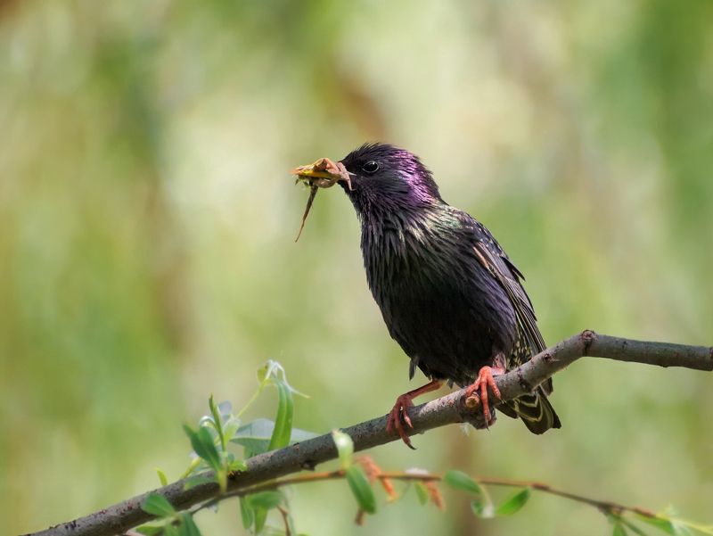 птица, скворец, добыча, с добычей.. фото превью