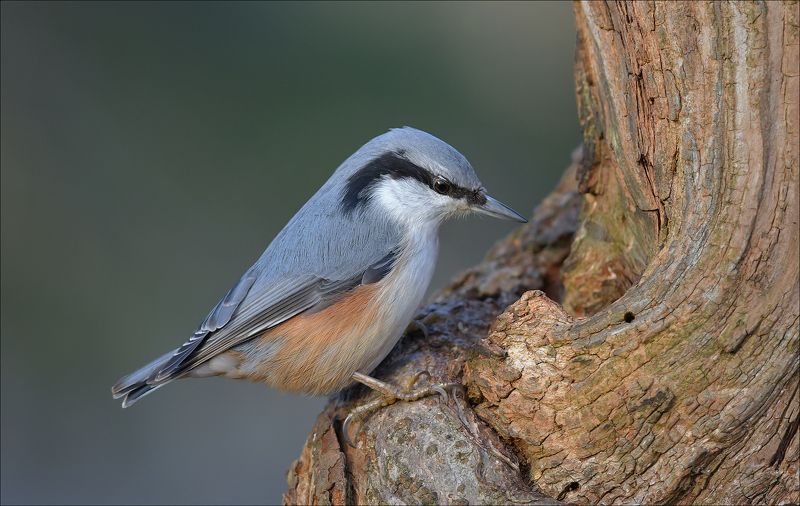 поползень Поползеньphoto preview