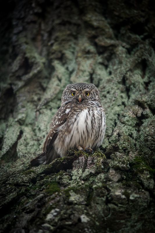 воробьиный сыч ...photo preview