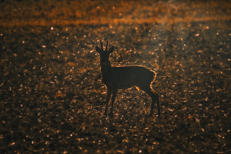 roe deer; deer; golden hour: wildlife; sunset; nature; animal; chevreuil; brocard; reh; косуля Roe deer in golden hourphoto preview