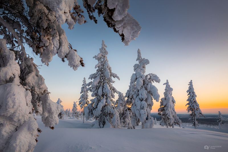 якутия, зима, закат, снег, деревья, лес, тайга, дальний восток, сибирь, мороз *photo preview